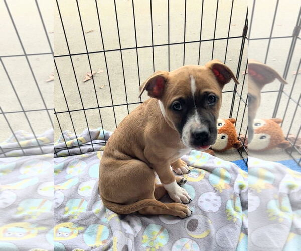 Medium Photo #1 American Staffordshire Terrier-Unknown Mix Puppy For Sale in Holly Springs, NC, USA
