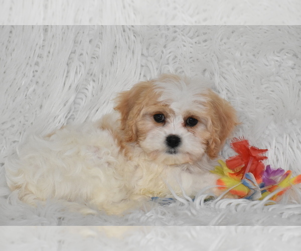 Medium Photo #5 Cavachon Puppy For Sale in ELDORADO, OH, USA