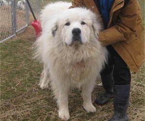 Father of the Great Pyrenees puppies born on 03/11/2022