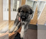 Small #2 German Shepherd Dog