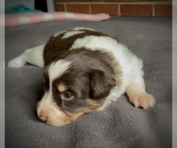 Medium Photo #27 Border Collie-Papillon Mix Puppy For Sale in CULPEPER, VA, USA