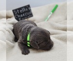 Puppy Green collar Boxer
