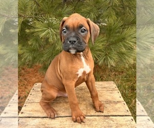 Boxer Puppy for sale in MIDDLEBURY, IN, USA