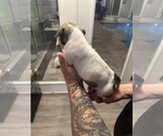 Small Photo #25 English Bulldog Puppy For Sale in WEEKI WACHEE, FL, USA