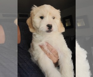 Lhasa Apso Puppy for sale in PHOENIX, AZ, USA