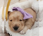 Small Photo #14 Golden Retriever Puppy For Sale in ORLANDO, FL, USA