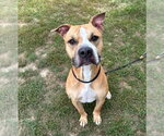 Small Photo #3 Mutt Puppy For Sale in Evansville, IN, USA