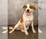 Small #1 American Pit Bull Terrier-American Staffordshire Terrier Mix