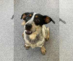 Bluetick Beagle Dogs for adoption in Low Moor, VA, USA