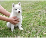 Image preview for Ad Listing. Nickname: Teddy Pomsky