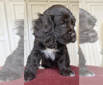 Small Photo #3 Cocker Spaniel Puppy For Sale in CREAL SPRINGS, IL, USA