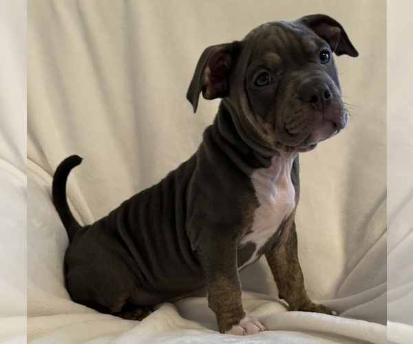 Medium Photo #5 American Bully Puppy For Sale in PALM COAST, FL, USA