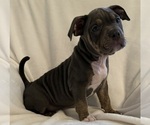 Small Photo #5 American Bully Puppy For Sale in PALM COAST, FL, USA