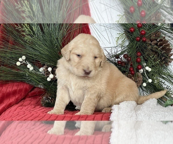 Medium Photo #3 Golden Mountain Doodle  Puppy For Sale in LA VALLE, WI, USA