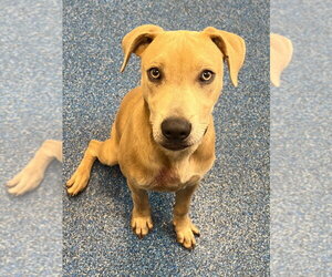 26-316 Raz - Male Labrador Retriever Dog for Adoption - Photo #2
