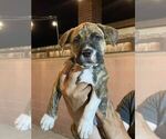 Small Photo #5 American Bully Puppy For Sale in POMONA, CA, USA