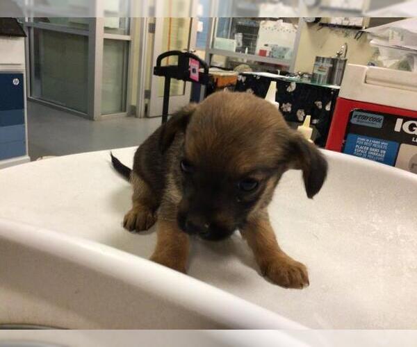 Medium Photo #5 Mutt Puppy For Sale in Sebec, ME, USA