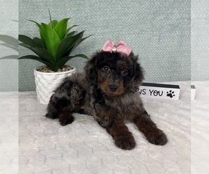 Goldendoodle (Miniature) Puppy for sale in GREENFIELD, IN, USA