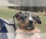 Small Photo #3 Texas Heeler Puppy For Sale in PAOLA, KS, USA