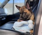 Small #4 Belgian Malinois