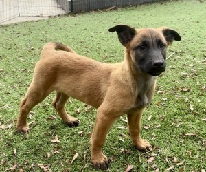 Belgian Malinois Puppy for Sale in DIXON, California USA