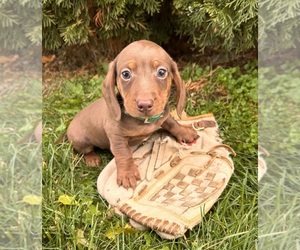 Dachshund Puppy for sale in MIDDLEBURY, IN, USA