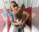 Small #3 American Pit Bull Terrier-Italian Greyhound Mix