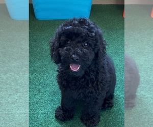 Goldendoodle (Miniature) Puppy for sale in BULLARD, TX, USA