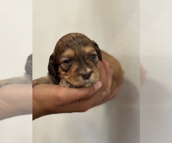 Medium Photo #11 Bernedoodle (Miniature) Puppy For Sale in LONGMONT, CO, USA