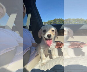 Mutt Dogs for adoption in Holly Springs, NC, USA