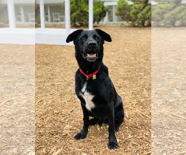 Medium Photo #3 Labrador Retriever-Unknown Mix Puppy For Sale in Seal Beach, CA, USA