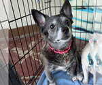 Small #6 Chihuahua Mix