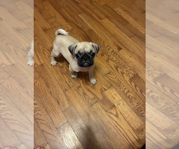 Medium Photo #5 Pug Puppy For Sale in SPRINGFIELD, MO, USA