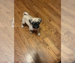 Small #4 Pug
