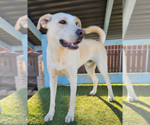 Webster - Male Labsky Dog for Adoption - Photo #5