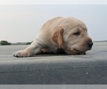 Small Photo #14 Labrador Retriever Puppy For Sale in EATON, CO, USA