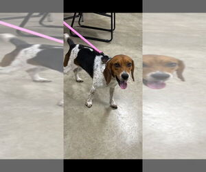 Beagle Dogs for adoption in Pierceton , IN, USA