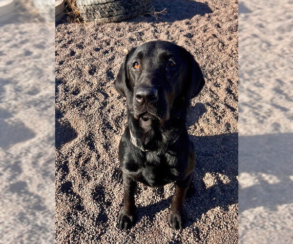 Medium Photo #1 Labrador Retriever-Unknown Mix Puppy For Sale in Webster, WI, USA
