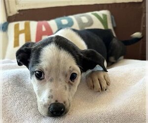 American Staffordshire Terrier-Unknown Mix Dogs for adoption in Phoenix, AZ, USA