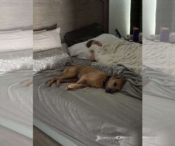 Medium Photo #12 Black Mouth Cur-Weimaraner Mix Puppy For Sale in Rosenberg, TX, USA