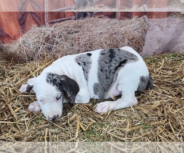 Medium Photo #7 Catahoula Leopard Dog Puppy For Sale in CUMBY, TX, USA