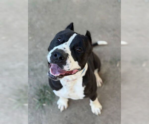 Medium Photo #1 American Pit Bull Terrier Puppy For Sale in Riverside, CA, USA