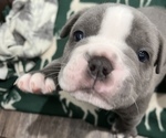 Small Photo #3 Olde English Bulldogge Puppy For Sale in BLUFFDALE, UT, USA