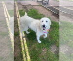 Small #28 Great Pyrenees