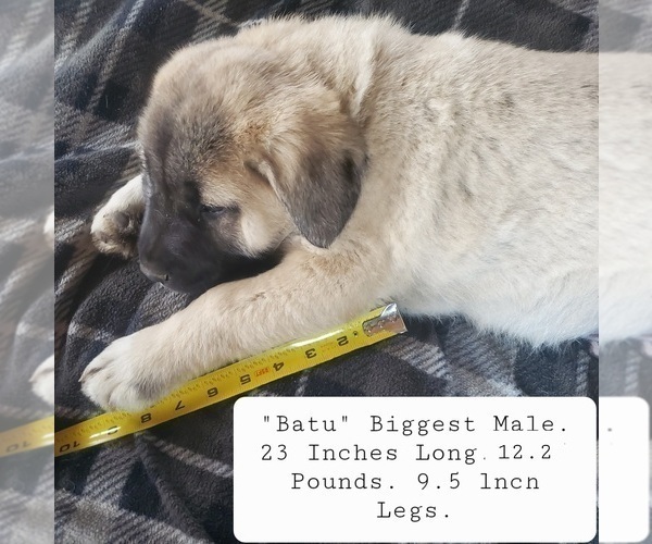 Medium Photo #3 Kangal Dog Puppy For Sale in SILVER LAKE, OR, USA