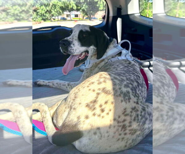 Medium Photo #3 Great Dane-Unknown Mix Puppy For Sale in Bullard, TX, USA