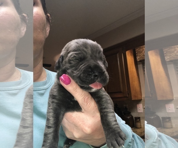 Medium Photo #9 Cane Corso Puppy For Sale in MOBILE, AL, USA