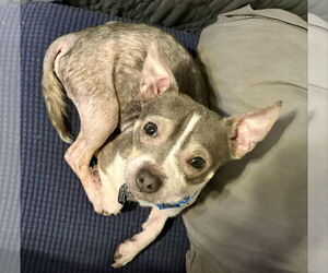 Chihuahua-Unknown Mix Dogs for adoption in Princeton, MN, USA