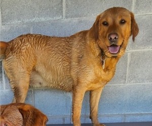 Mother of the Labrador Retriever puppies born on 07/01/2025