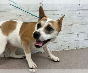 Mutt Dogs for adoption in San Bernardino, CA, USA